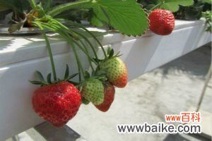 草莓可以水培吗