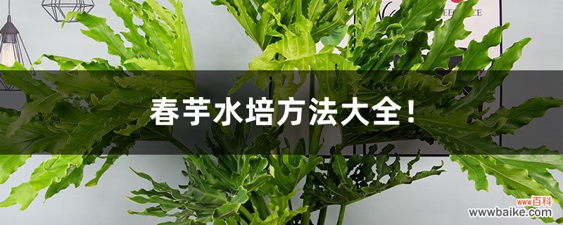 春芋水培方法大全！