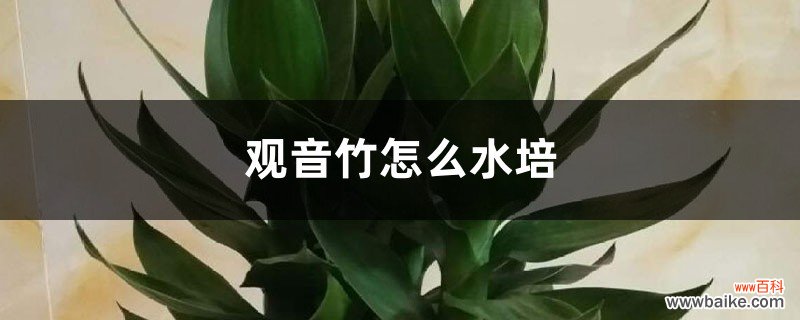 观音竹怎么水培