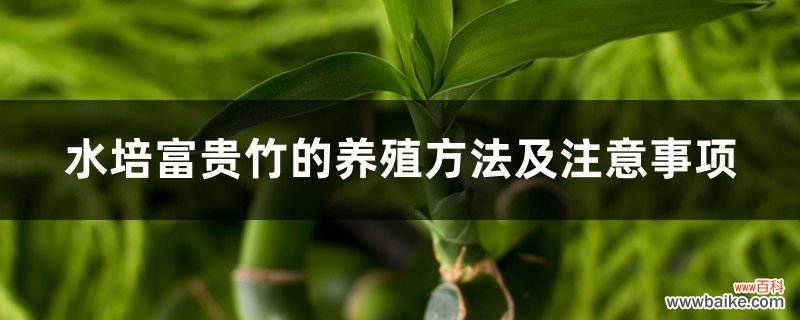 水培富贵竹的养殖方法及注意事项