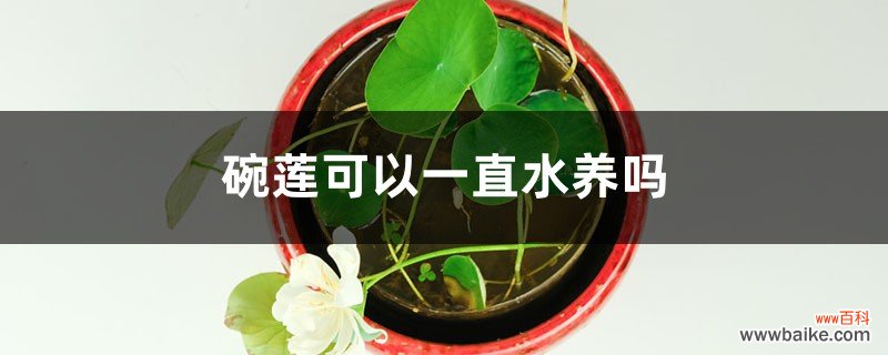 碗莲可以一直水养吗