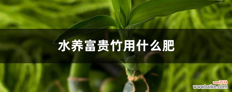 水养富贵竹用什么肥