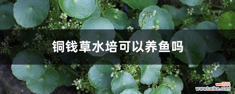 铜钱草水培可以养鱼吗，什么水培植物可以养鱼