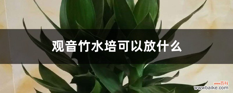 观音竹水培可以放什么