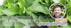 绿萝水培方法是什么