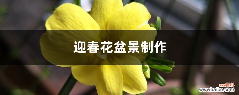 迎春花盆景制作