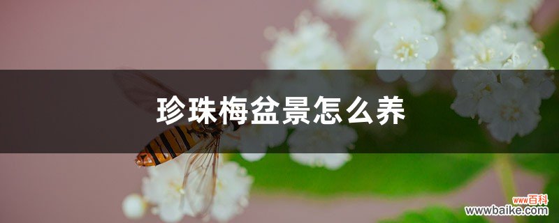 珍珠梅盆景怎么养