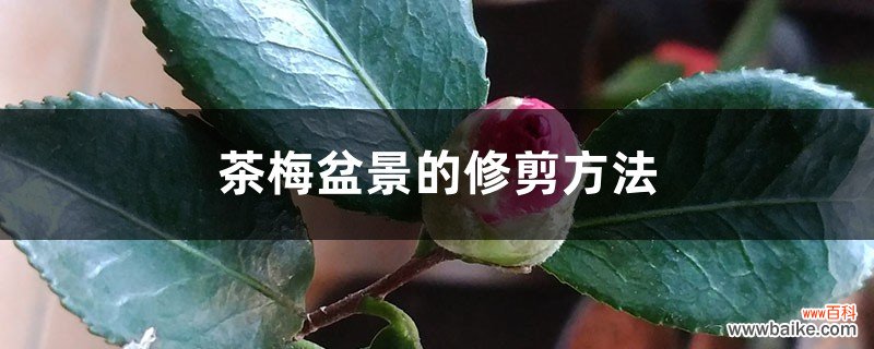 茶梅盆景的修剪方法