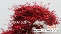 怎么制作日本红枫盆景