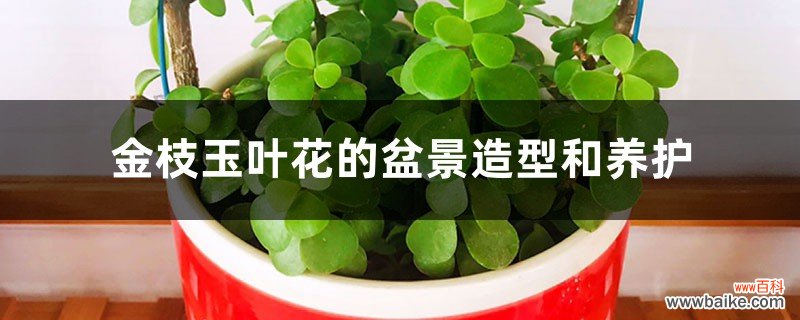 金枝玉叶花的盆景造型和养护