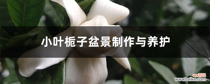 小叶栀子盆景制作与养护