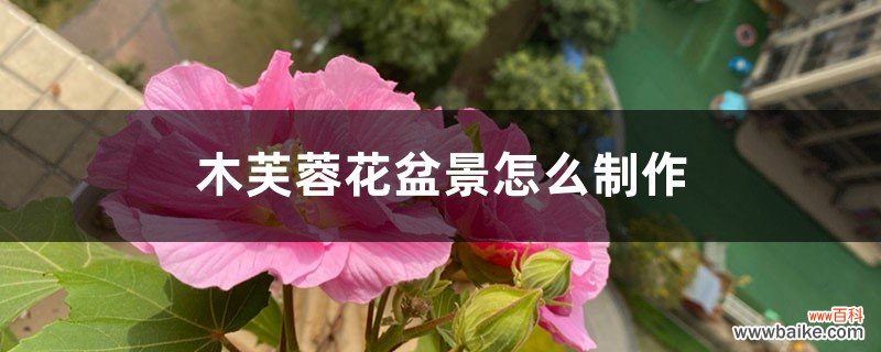 木芙蓉花盆景怎么制作