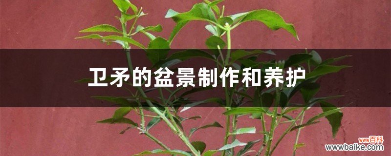 卫矛的盆景制作和养护