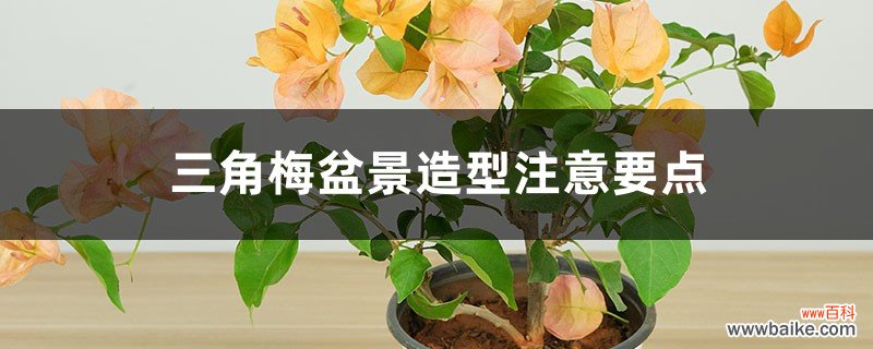 三角梅盆景造型注意要点