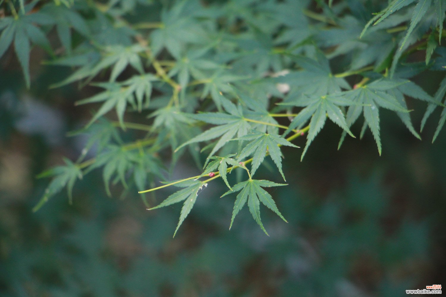 红枫盆景怎么摘叶，这样做观赏性超高！