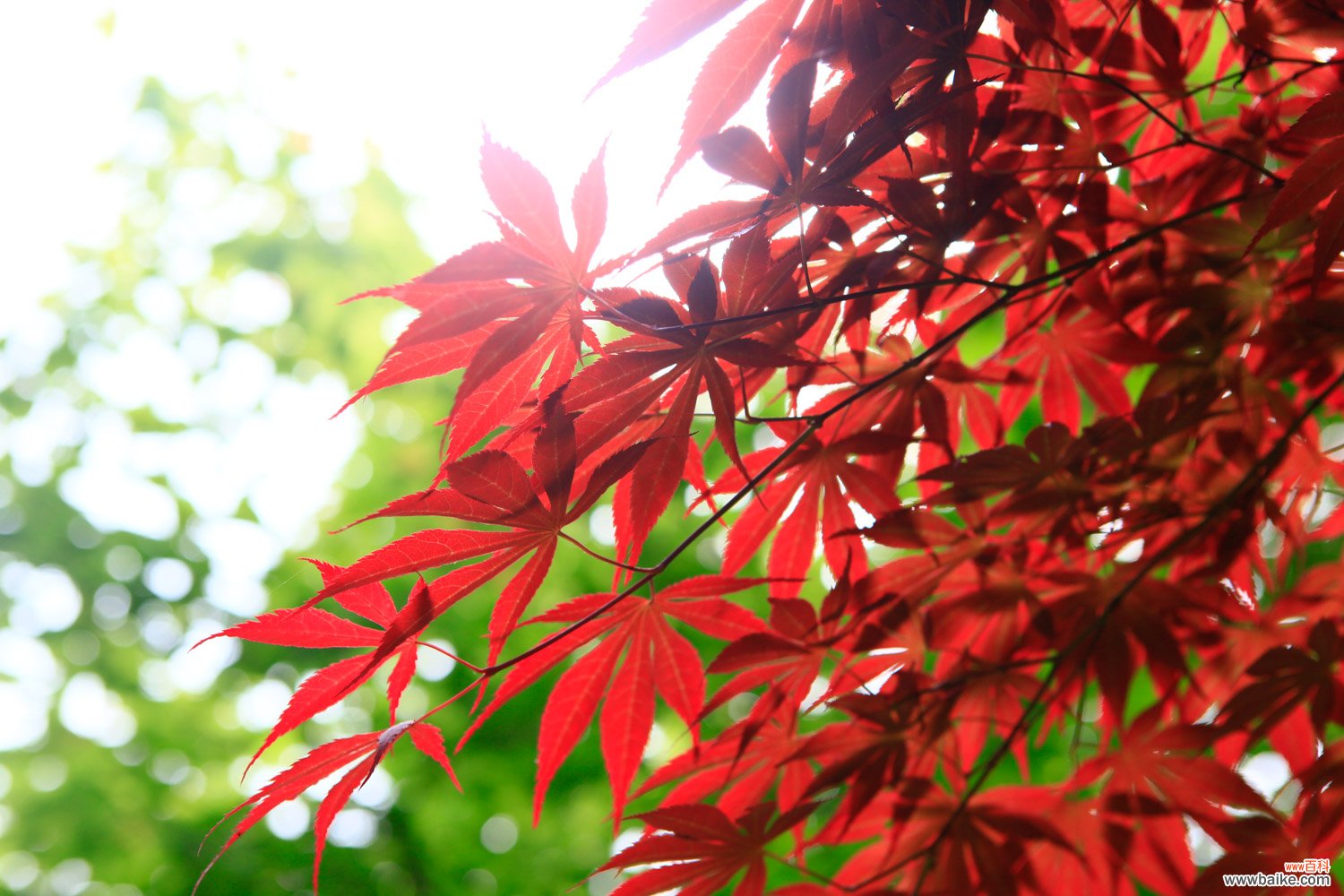 红枫盆景怎么摘叶，这样做观赏性超高！
