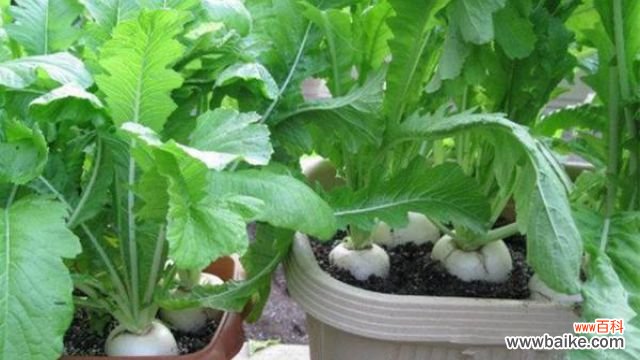 阳台萝卜菜的种植方法