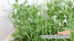 阳台豌豆的种植方法