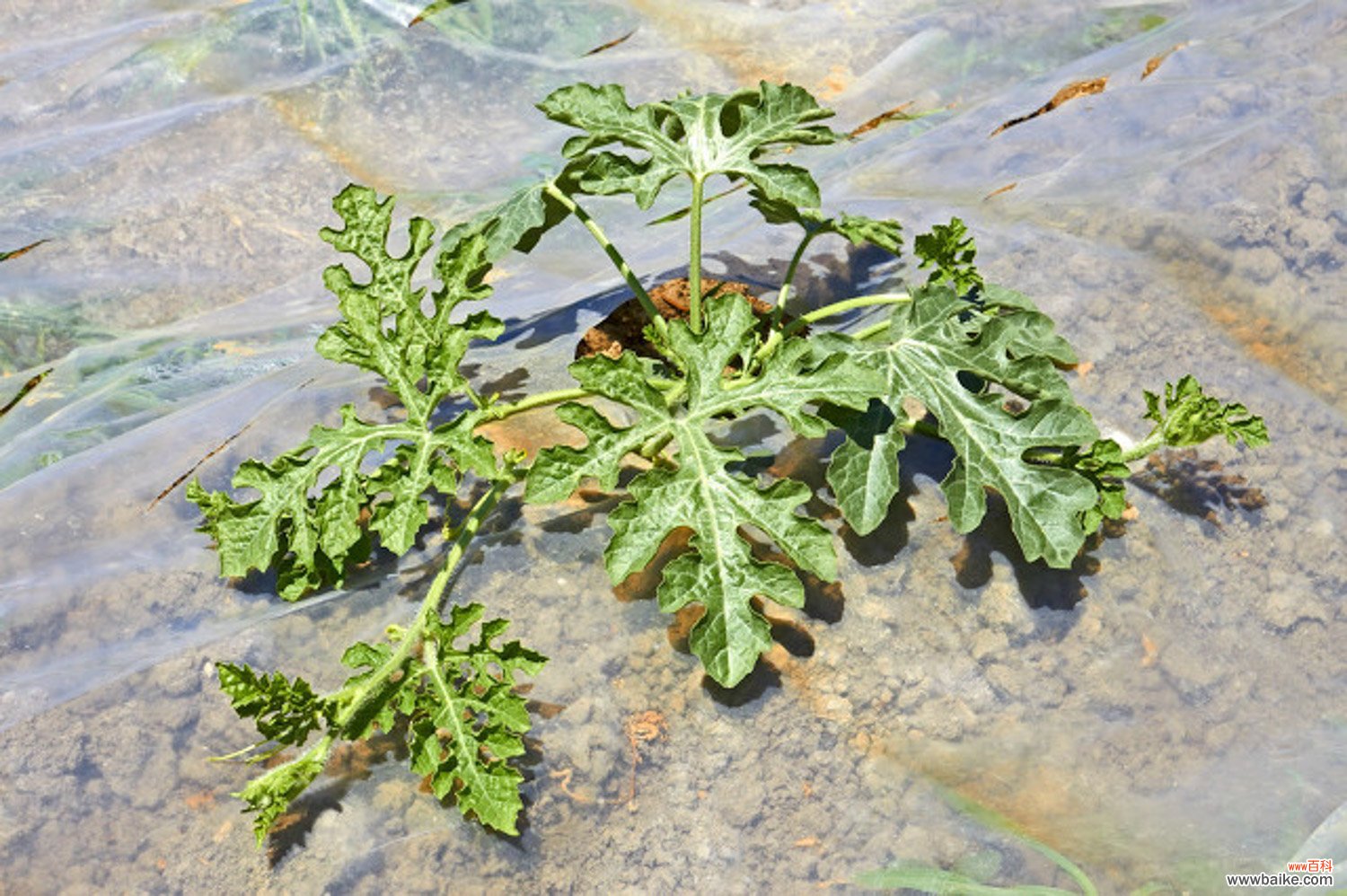 阳台的西瓜种植方法