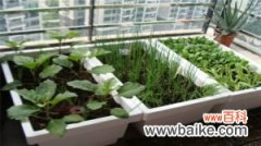 阳台种菜如何施肥