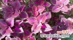 阳台紫苏的种植方法