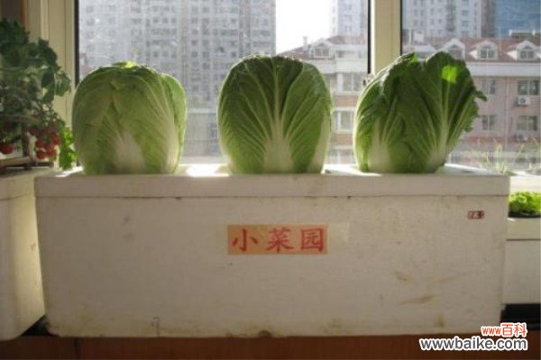 阳台种白菜的方法