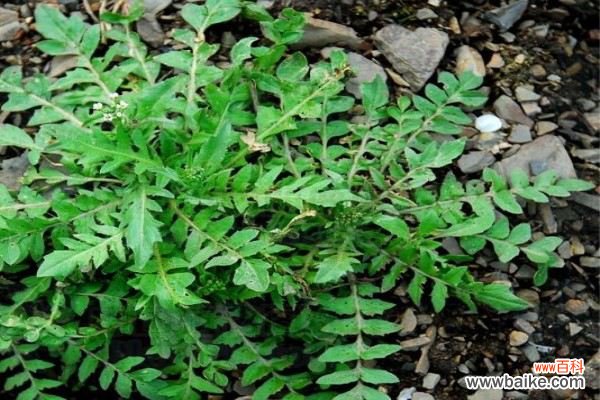 阳台种植荠菜的方法