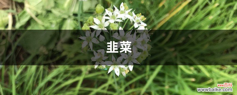 现在流行花盆里种“韭菜”，学会这个方法，收了一茬又一茬！