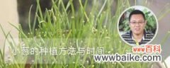 小葱的种植方法与时间