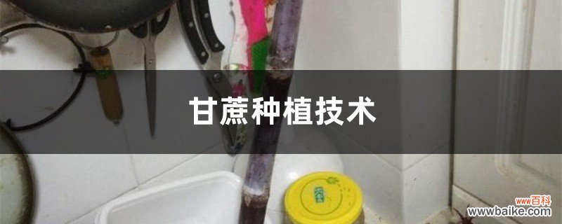 甘蔗种植技术