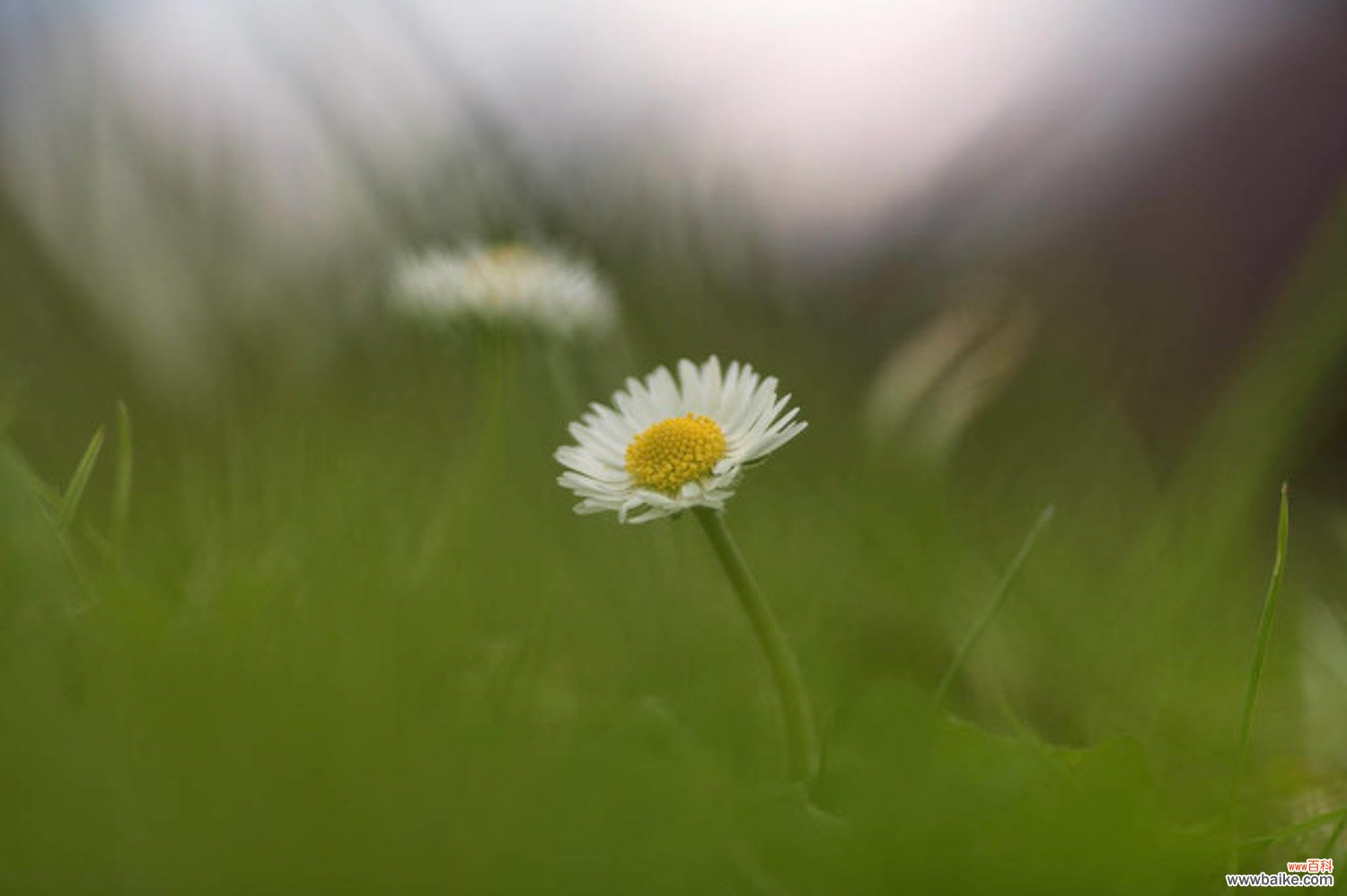 菊花叶子发黄的防治方法