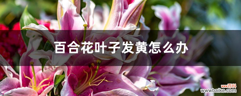 百合花叶子发黄怎么办