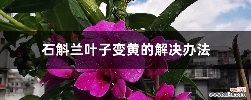 石斛兰叶子变黄的解决办法