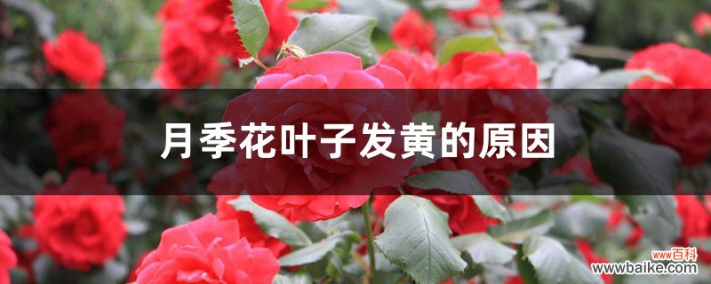 月季花叶子发黄的原因