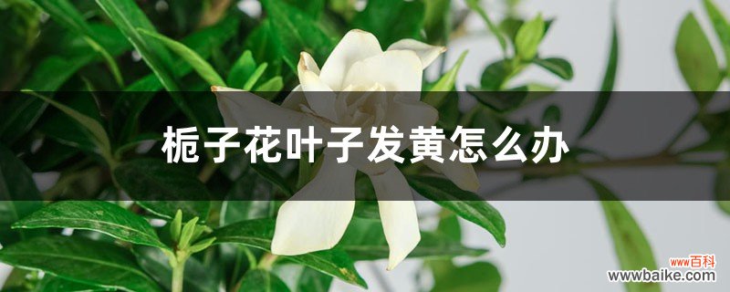 栀子花叶子发黄怎么办