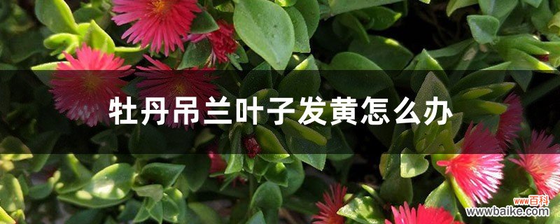 牡丹吊兰叶子发黄怎么办