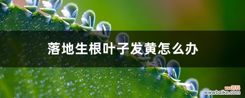 落地生根叶子发黄怎么办