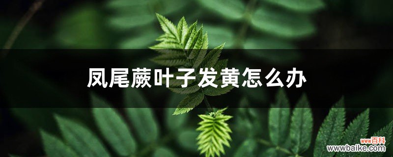 凤尾蕨叶子发黄怎么办