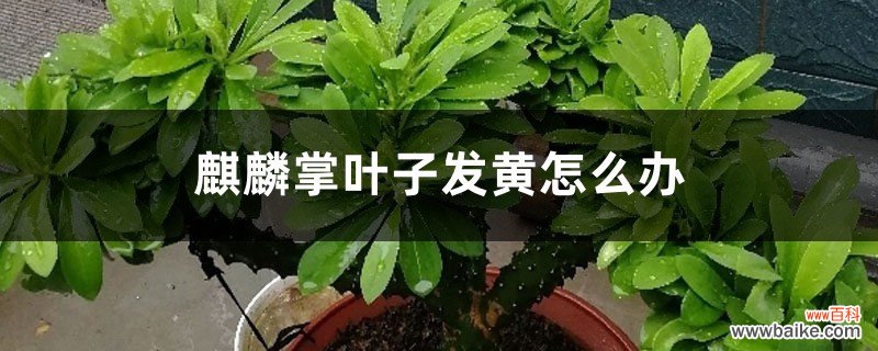 麒麟掌叶子发黄怎么办