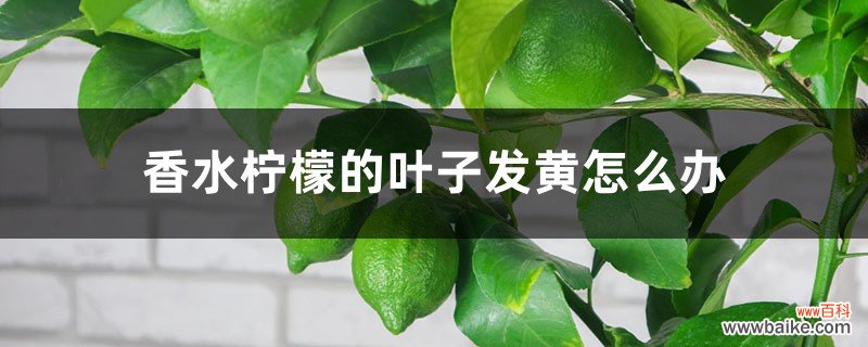 香水柠檬的叶子发黄怎么办