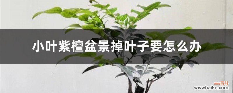 小叶紫檀盆景掉叶子要怎么办