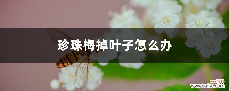 珍珠梅掉叶子怎么办