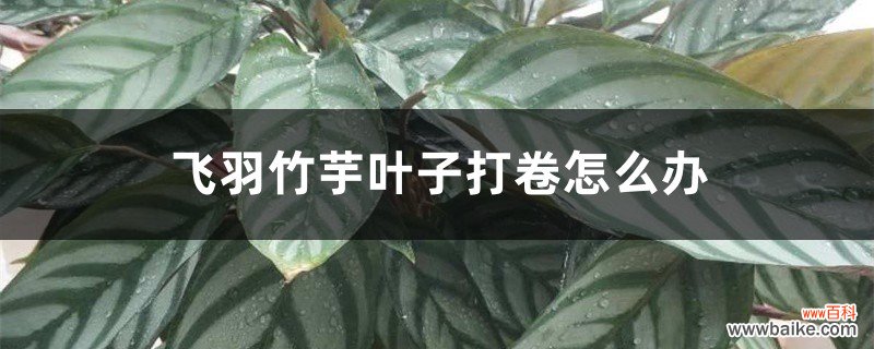 飞羽竹芋叶子打卷怎么办