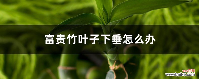 富贵竹叶子下垂怎么办