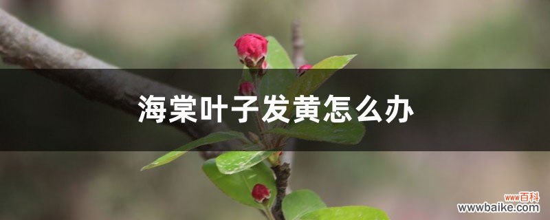 海棠叶子发黄怎么办