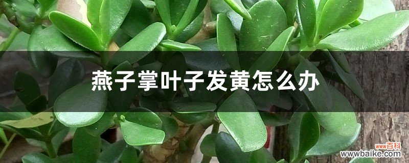 燕子掌叶子发黄怎么办