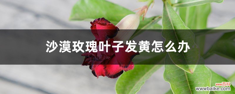 沙漠玫瑰叶子发黄怎么办