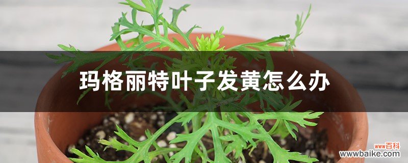 玛格丽特叶子发黄怎么办