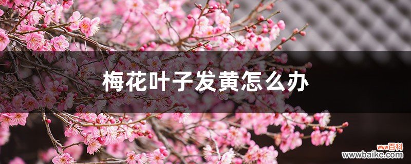 梅花叶子发黄怎么办