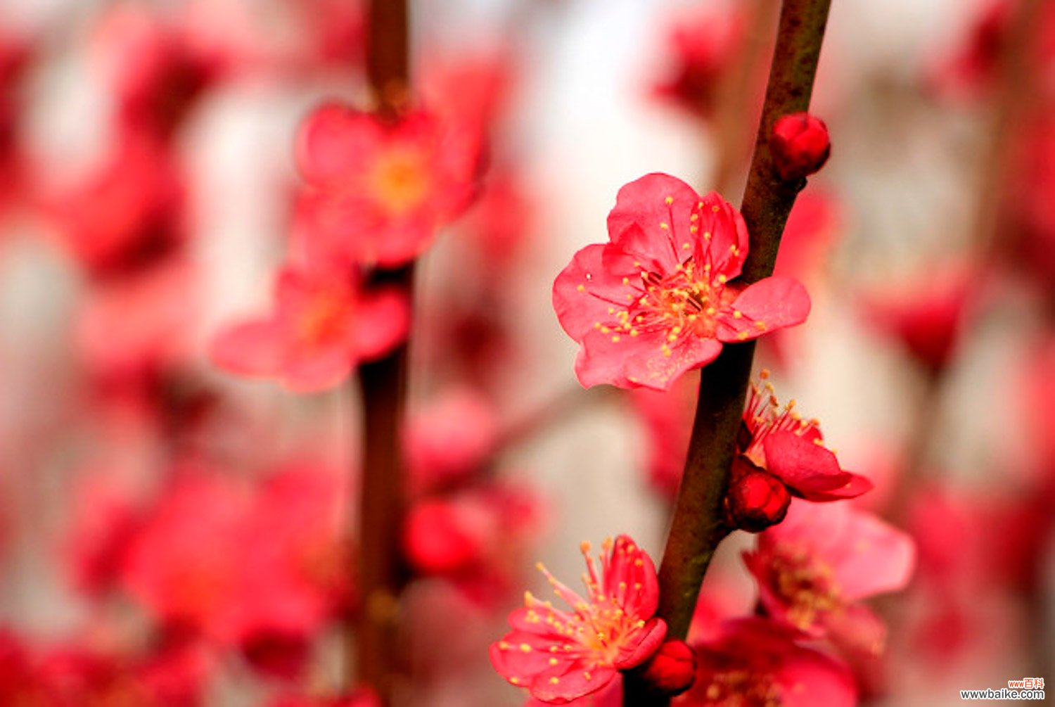 梅花叶子发黄怎么办